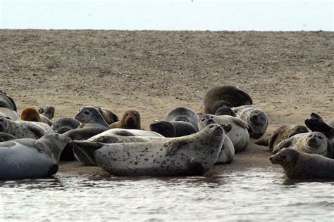 Common Seals Habitat