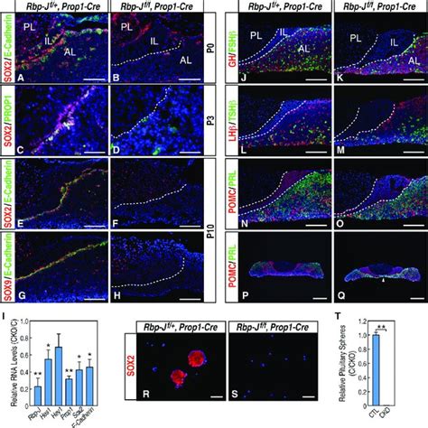 Sox2 E Cadherin Pituitary Stem Cells Are Depleted Gradually In