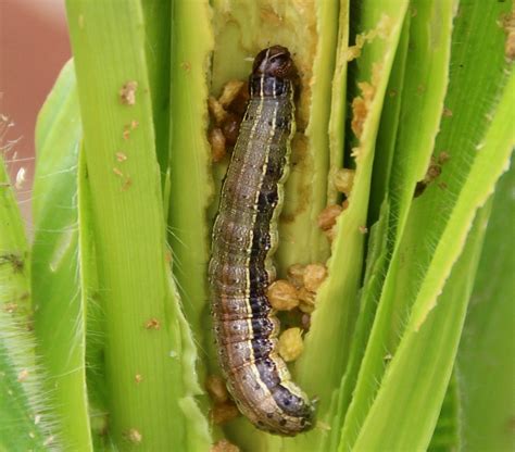 Army Worms Ravages Crops In Midlands Province Bustoptv