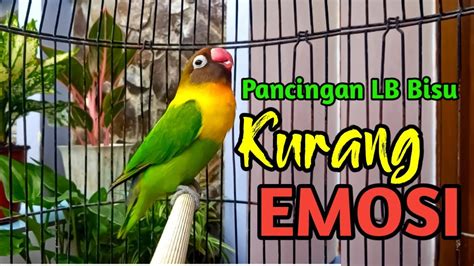 Lb Fighter Ngekek Panjang Mantab Buat Pancingan Emosi Lovebird Bisu