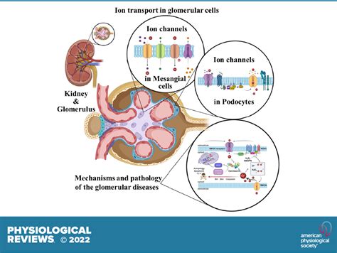 Glomerular Histology Labeled