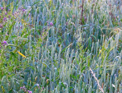 Ervas Daninhas No Campo Ervas Altas E Ervas Sobrecultivadas Num Campo