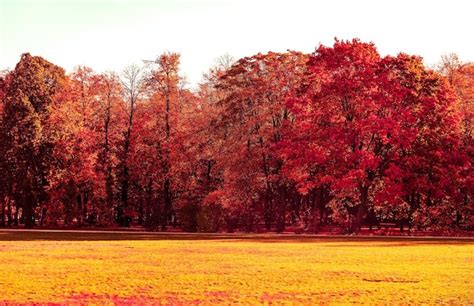 Premium Photo | Beautiful autumn landscape background vintage nature ...