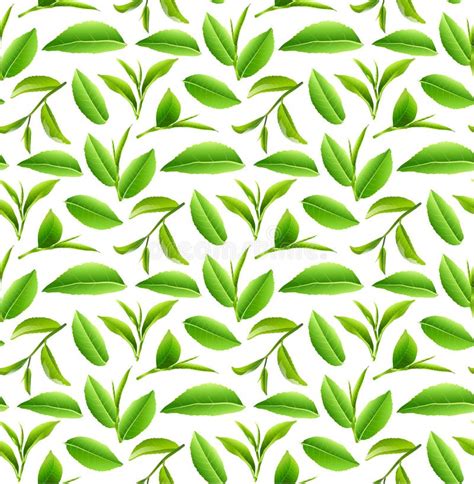 Green Tea Leaves Nature Background. Stock Photo - Image of object ...