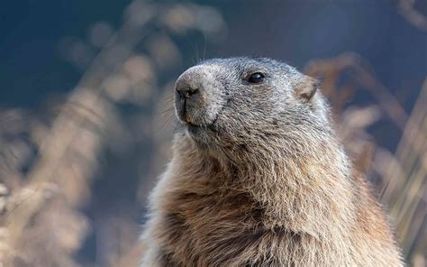 Alpenmurmeltier Deutsche Wildtier Stiftung