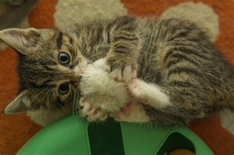 Juguetes Para Estimular La Inteligencia De Tu Gato Mundo Cachorro