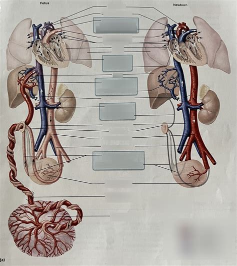 Circulation In The Fetus And Newborn Diagram Quizlet