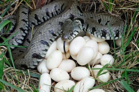 Ovipares Vivipares Ovovivipares Les Animaux Qui Naissent Dans Un Uf