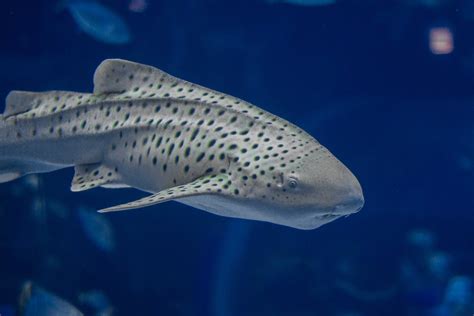 Zebra Shark Wallpapers Images Photos Pictures Backgrounds