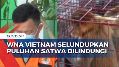 WNA Asal Vietnam Jadi Tersangka Penyelundupan Puluhan Satwa Dilindungi