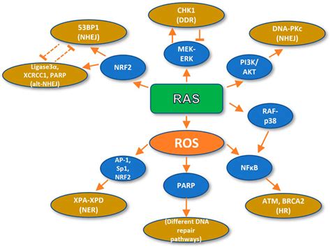 Frontiers The Influence Of Oncogenic Ras On Chemotherapy And