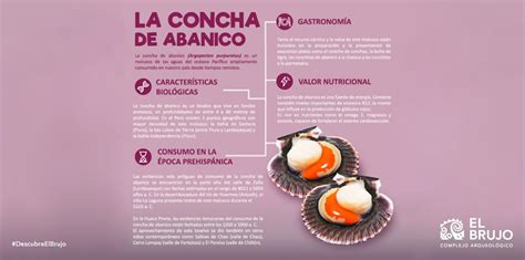 Serie Alimentos Andinos La Concha De Abanico