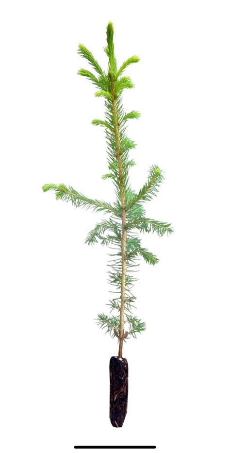 Norway Spruce Picea Abies Seedling 4 To 10 Inches Etsy