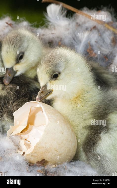 Bar Headed Geese India Hi Res Stock Photography And Images Alamy