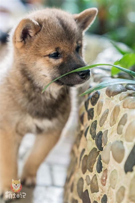 超級可愛的小柴犬的日常簡直是要把人的心給萌化了 每日頭條