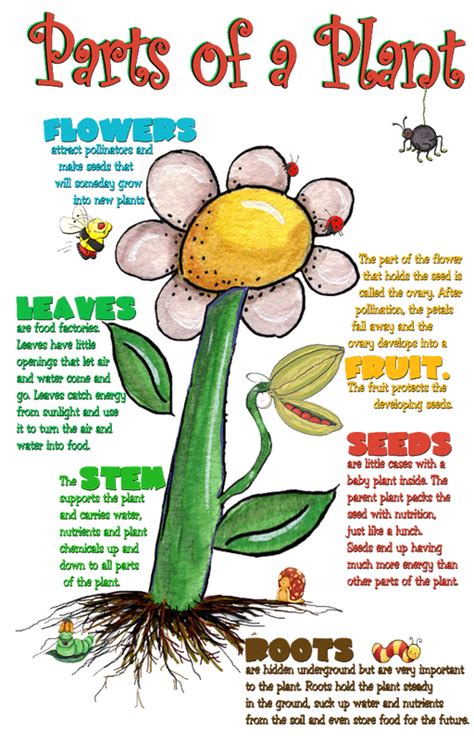 6 Parts Of A Plant Ms Lohitsas Science Classes