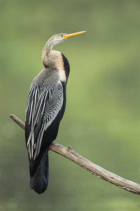 Oriental Darter Portrait - Francis J Taylor Photography