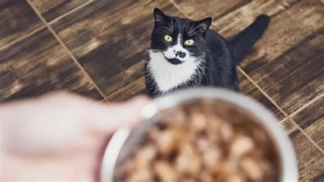 Katzen Sicherheit T Dliche Fallen Im Haus Bedrohen Deine Mieze Bunte De