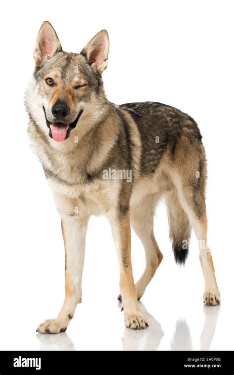 Wolf Ausgeschnittene Stockfotos Und Bilder Alamy