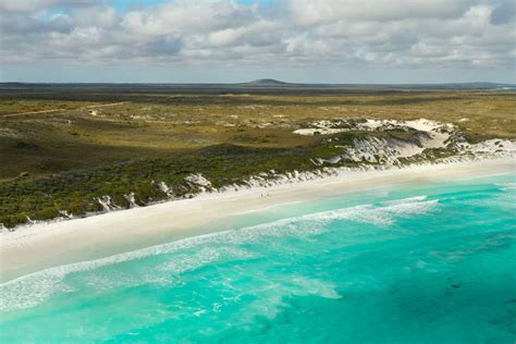 Lucky Bay Kangaroos Everything You Need To Know Lydia And Wehan