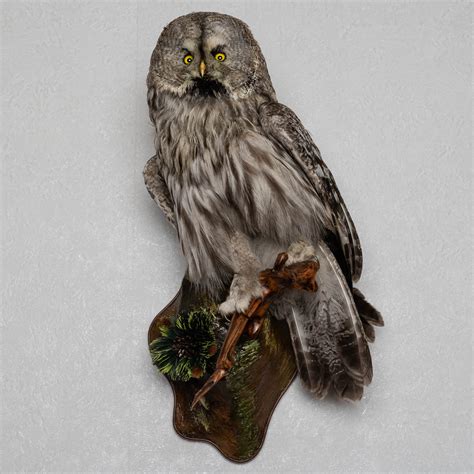 Great Gray Owl Taxidermy Bird Mount Mounted Stuffed Birds For Sale