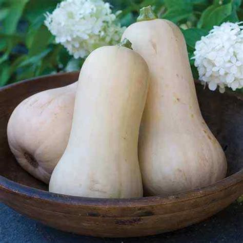 C Mo Plantar Y Cultivar Calabaza De Butternut Goodgardenthing