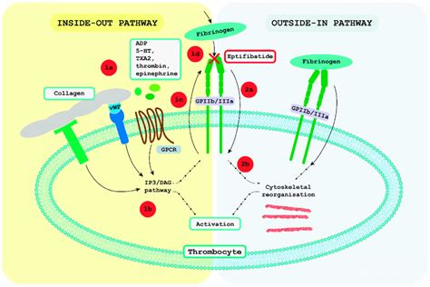 Bidirectional Glycoprotein Iib Iiia Gpiib Iiia Signal Transmission