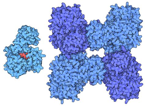 Cellulose Structure 3d