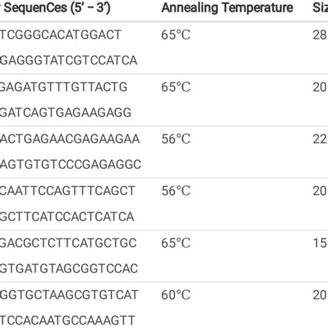 Real Time Pcr Primer Sequences Download Scientific Diagram