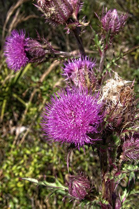 Purple Thistle 2 Photograph by John Trommer | Pixels