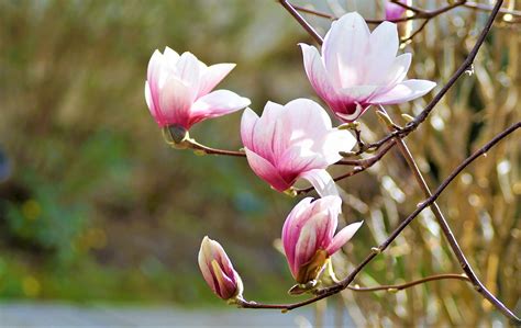 Blumen Magnolie Blüte Kostenloses Foto auf Pixabay