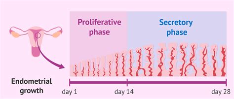 Endometrial Growth In The Menstrual Cycle