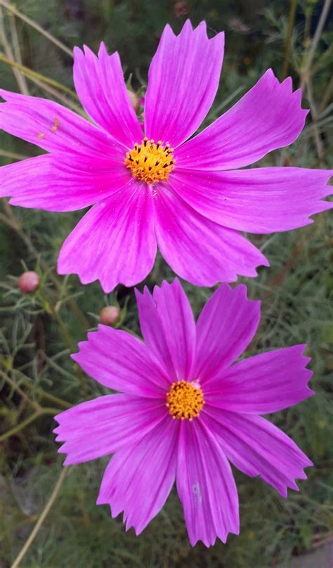 Cosmos Marie Du Val Couesnon Flickr