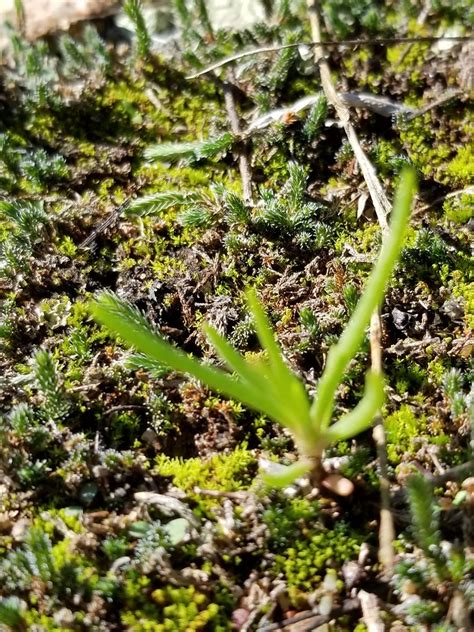 Prairie Fameflower From Bastrop County TX USA On October 28 2018 At