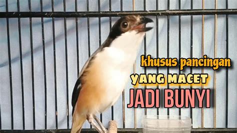 Pancingan Cendet Stres Macet Bunyi INI COCOK KHUSUS Pancingan Burung