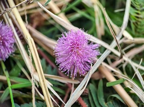 Mimosa strigillosa é um membro da família original e perene da ervilha