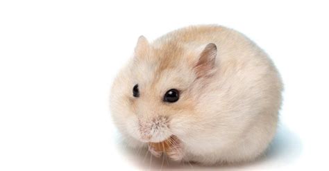 Fascinating Fun Facts About Hamsters Facts Vibes