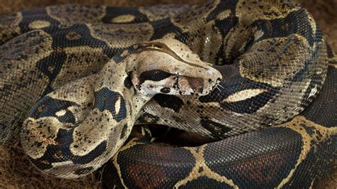 Six-foot boa constrictor 'on the loose' in Essex | Offbeat News | Sky News