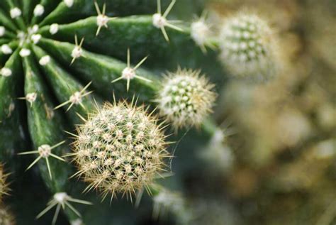 Cactusul 🌸50 Imagini Ingrijire Specii Si Curiozitati Greenarium