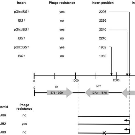 Localization Of Orf1 Abiv On The Chromosome Of L Lactis Mg1363 Download Scientific