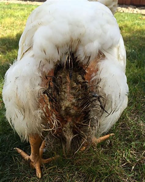 Chicken Reproductive System — Rangiora Vet Centre