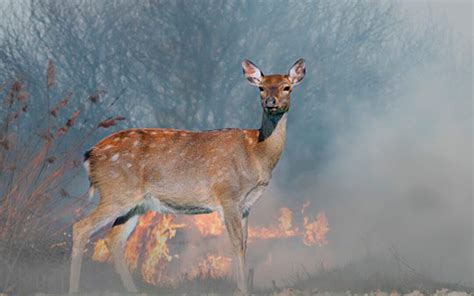 Día Mundial de la Prevención de los Incendios Forestales los animales