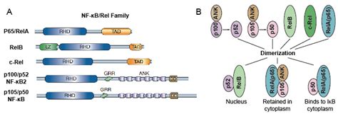 The Nf Kb Signaling Pathway Creative Diagnostics