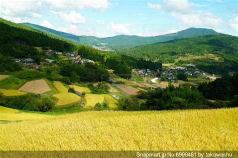 黄金色に実った稲穂と棚田の風景の写真・画像素材[6999481] Snapmart（スナップマート）