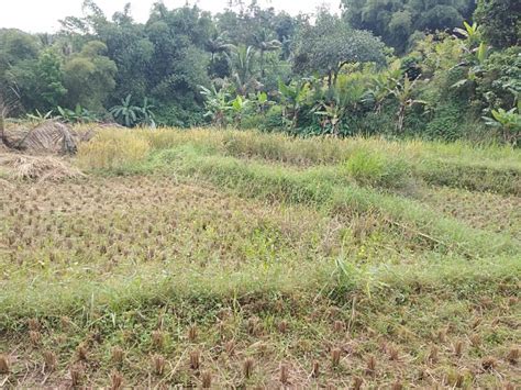 Dijual Sawah Produktif Dan Daratan Atau Tegalan Di Darangdan