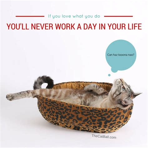 Inspirational Cat Posters Our Fun Cat Memes – The Cat Ball