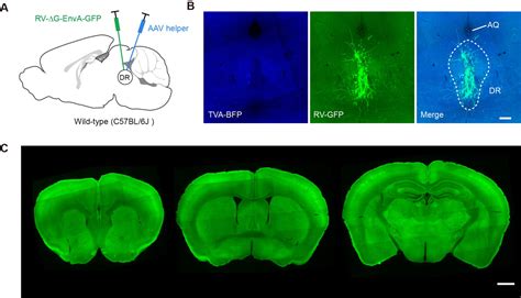 Figures And Data In Whole Brain Connectivity Atlas Of Glutamatergic And Gabaergic Neurons In The