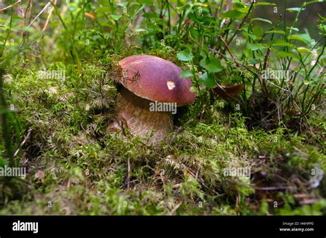 Boletus Edulis Or Cep Penny Bun Porcino Or King Bolete Mushroom