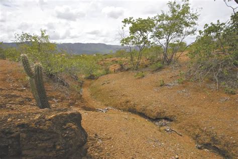 Ocorre Desmatamento Na Caatinga Mundo Ecologia