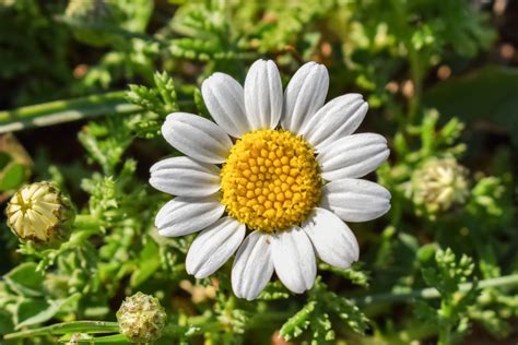 Free Images Nature Blossom Field Meadow Flower Petal Bloom